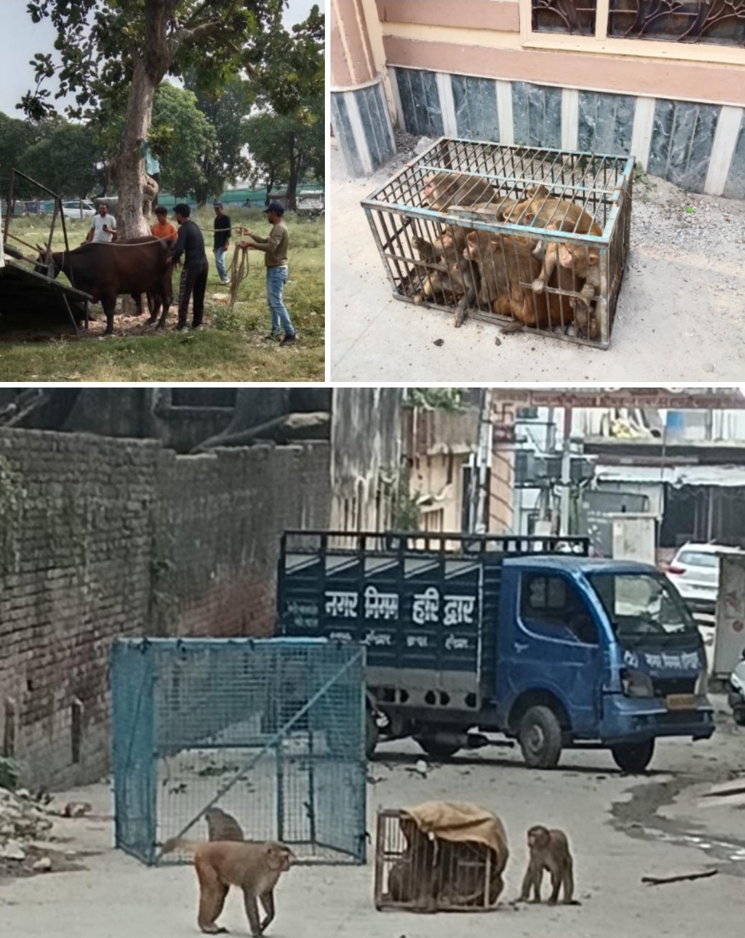 बड़ी खबर : नगर निगम हरिद्वार का सघन अभियान — 70 बंदर पकड़े गए, पूरी हुई सेंचुरी। आखिर कैसे और कब ? Tap कर जाने